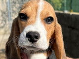 À vendre : trois chiots Beagles LOF tricolores