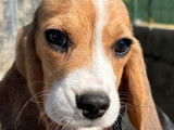 À vendre : trois chiots Beagles LOF tricolores