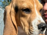 À vendre : trois chiots Beagles LOF tricolores