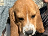 À vendre : trois chiots Beagles LOF tricolores
