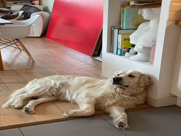 Mistral, mâle Golden Retriever LOF disponible pour saillie