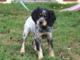 4 chiots mâles Épagneuls LOF à vendre