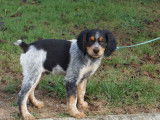 4 chiots mâles Épagneuls LOF à vendre