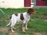 4 chiots mâles Épagneuls LOF à vendre