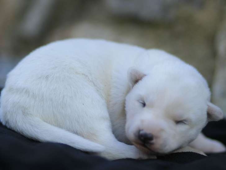 À réserver : un chiot femelle Husky LOF au pelage blanc