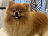 Mâle Spitz Allemand petit LOF disponible pour saillie