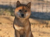 Vrai Shiba Mame imporété Japon pour saillie