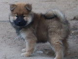 Chiot Eurasier LOF femelle de couleur fauve à vendre