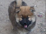 Chiot Eurasier LOF femelle de couleur fauve à vendre