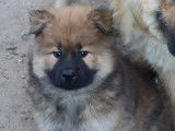 Chiot Eurasier LOF femelle de couleur fauve à vendre