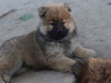 Chiot Eurasier LOF femelle de couleur fauve à vendre