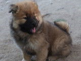 Chiot Eurasier LOF femelle de couleur fauve à vendre