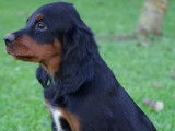 Deux chiots mâles Setters Gordon LOF à réserver