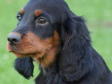 Deux chiots mâles Setters Gordon LOF à réserver