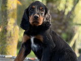 Deux chiots mâles Setters Gordon LOF à réserver