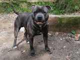 Mâle Staffordshire Bull Terrier disponible pour saillie