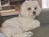 Mâle Bichon Maltais disponible pour saillie