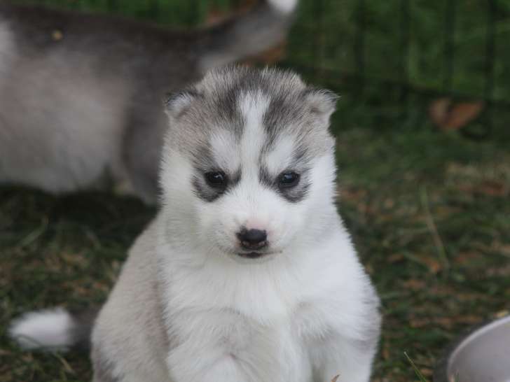 Magnifiques chiots Husky Sibérien LOF à vendre