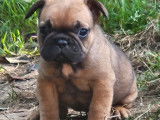 2 chiots femelles fauves Bouledogues Fran&ccedil;ais LOF &agrave; r&eacute;server