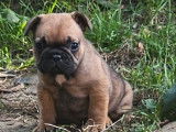 2 chiots femelles fauves Bouledogues Fran&ccedil;ais LOF &agrave; r&eacute;server