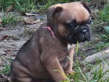 2 chiots femelles fauves Bouledogues Fran&ccedil;ais LOF &agrave; r&eacute;server