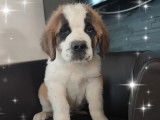 3 chiots m&acirc;les Saint-Bernard LOF &agrave; vendre