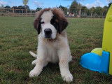 3 chiots m&acirc;les Saint-Bernard LOF &agrave; vendre