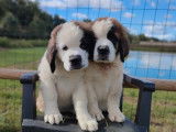 3 chiots m&acirc;les Saint-Bernard LOF &agrave; vendre