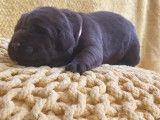 4 chiots Labradors LOF chocolat à réserver