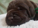 4 chiots Labradors LOF chocolat à réserver