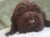 4 chiots Labradors LOF chocolat à réserver