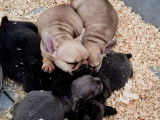 2 chiots Bouledogues Français à vendre