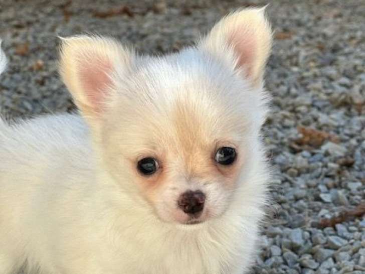 Chiot Chihuahua mâle LOF à vendre