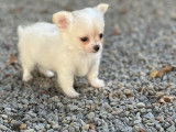 Chiot Chihuahua mâle LOF à vendre