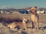 Mâle Chihuahua disponible pour saillie