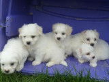 À réserver : 6 chiots Coton de Tuléar LOF