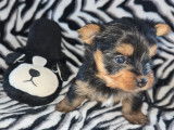 Chiots Yorkshire Terrier à vendre