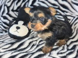 Chiots Yorkshire Terrier à vendre