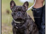 Un chien adulte Bouledogue Français LOF bringé pour saillie