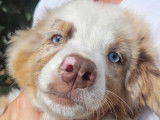 Deux chiots femelles Bergers Australiens LOF à vendre