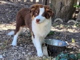 Deux chiots femelles Bergers Australiens LOF à vendre