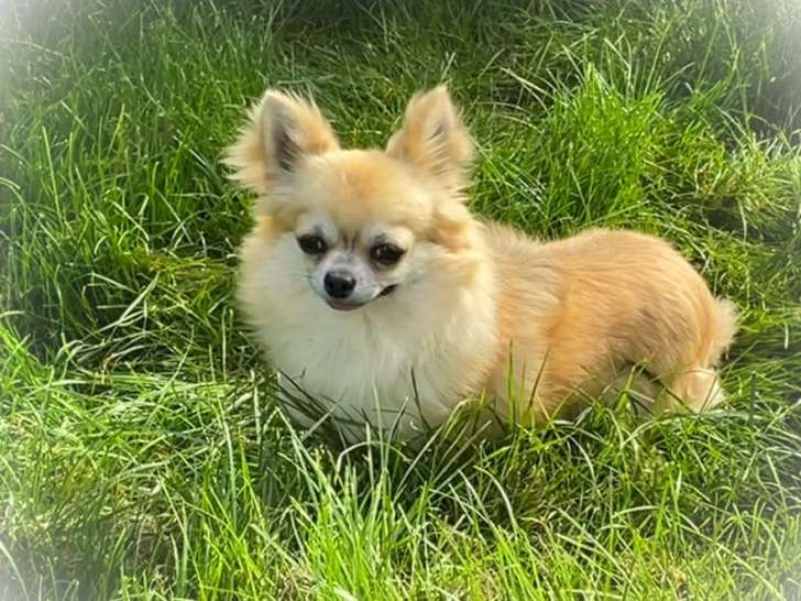 Un chien Chihuahua mâle bicolore de 2 ans disponible à la vente (LOF)
