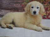 À vendre : des chiots Golden Retrievers LOF