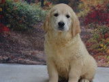 À vendre : des chiots Golden Retrievers LOF