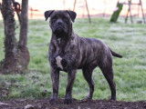 Chienne Bullmastiff bringée de 3 ans LOF à vendre