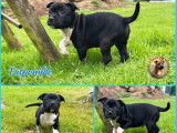 4 chiots Staffies LOF à la vente