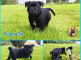 4 chiots Staffies LOF à la vente