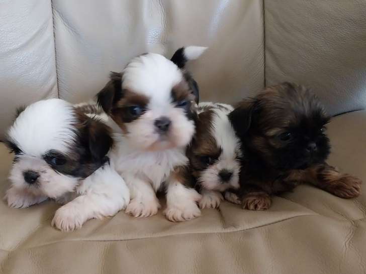 À réserver : 4 chiots Shih Tzu LOF