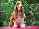 Un chiot femelle Basset Hound acajou LOF disponible à la vente