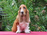 Un chiot femelle Basset Hound acajou LOF disponible à la vente